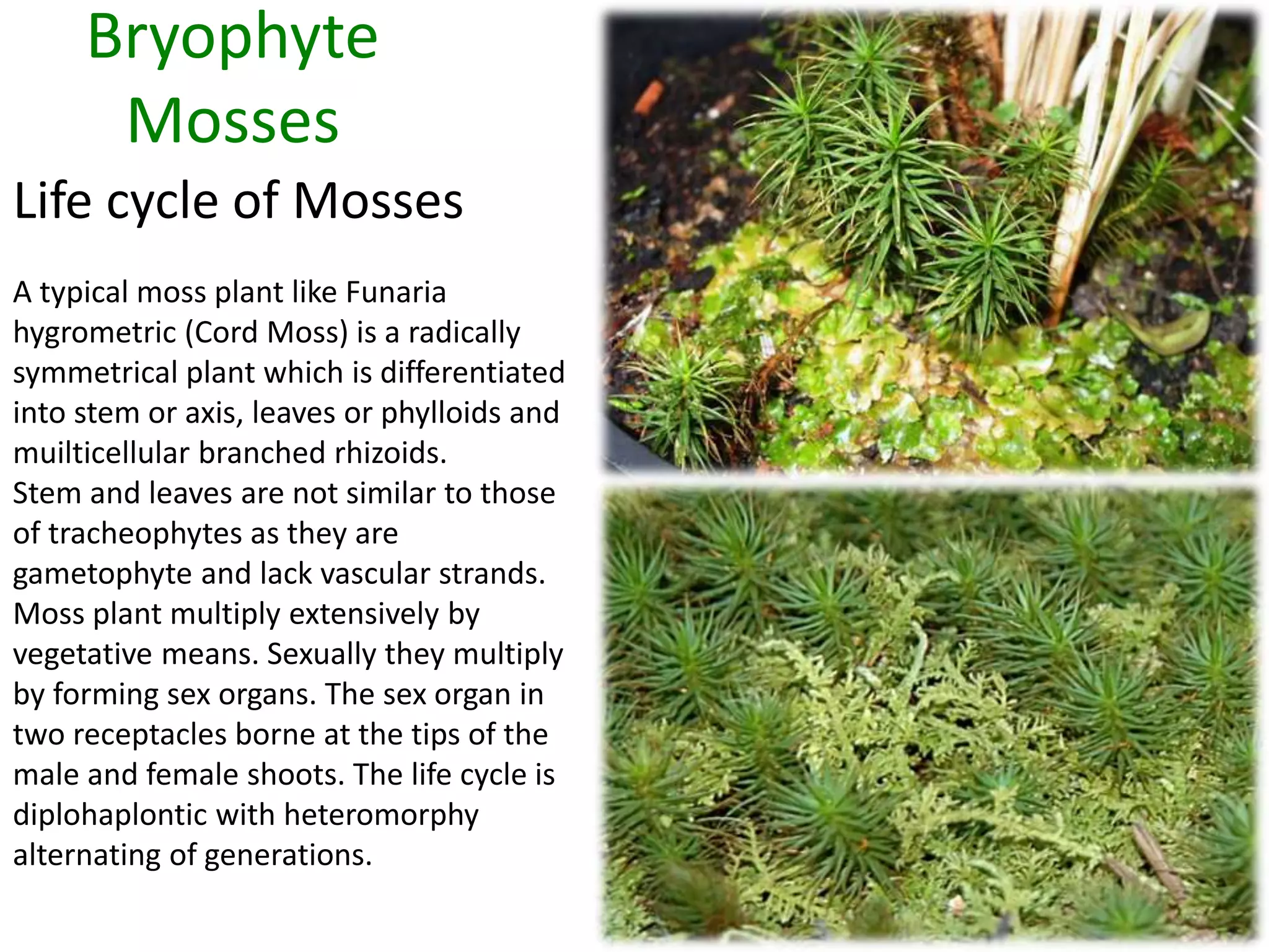 Bryophyte 
Mosses 
Life cycle of Mosses 
A typical moss plant like Funaria 
hygrometric (Cord Moss) is a radically 
symmetrical plant which is differentiated 
into stem or axis, leaves or phylloids and 
muilticellular branched rhizoids. 
Stem and leaves are not similar to those 
of tracheophytes as they are 
gametophyte and lack vascular strands. 
Moss plant multiply extensively by 
vegetative means. Sexually they multiply 
by forming sex organs. The sex organ in 
two receptacles borne at the tips of the 
male and female shoots. The life cycle is 
diplohaplontic with heteromorphy 
alternating of generations. 
 