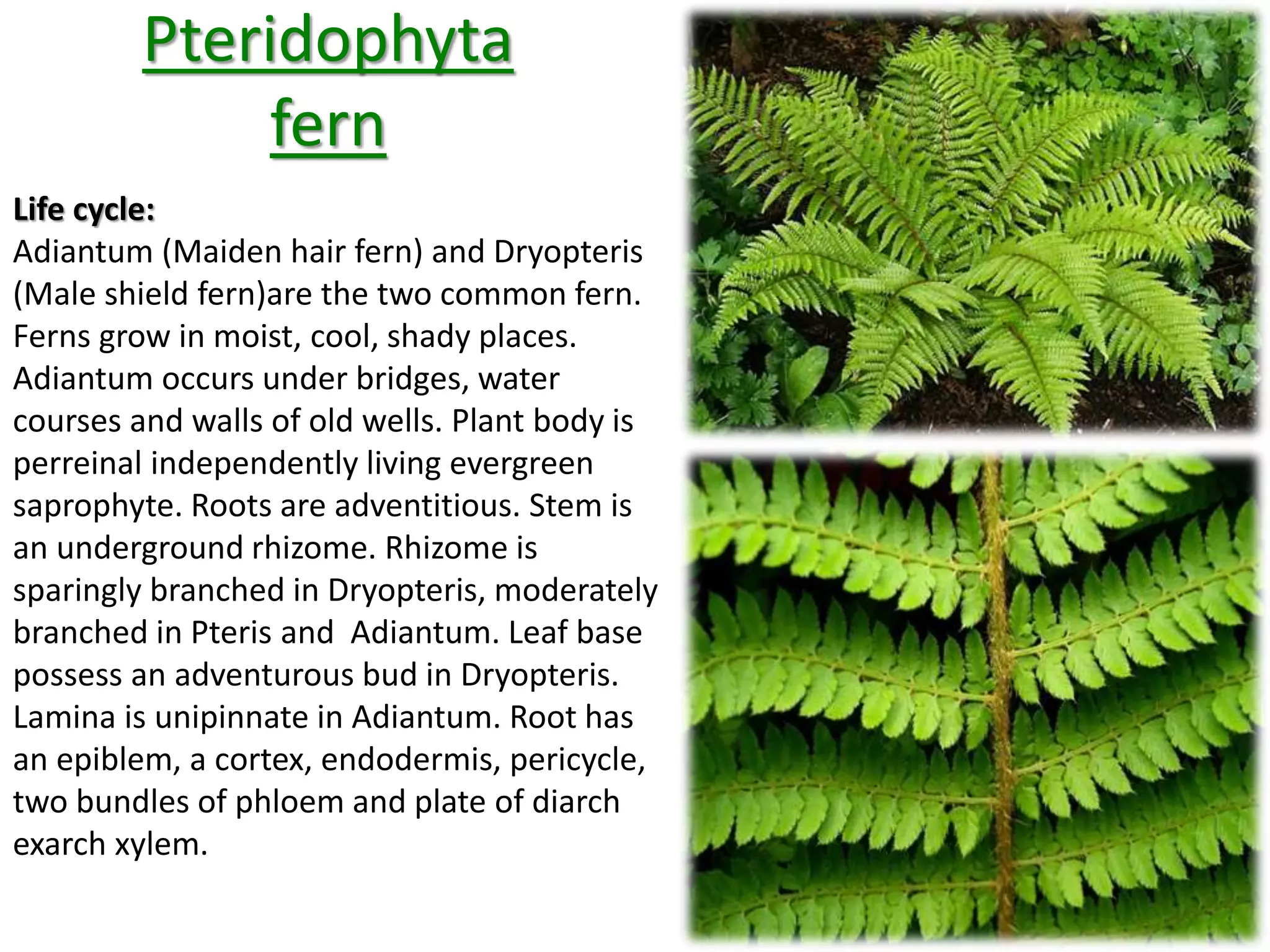 Pteridophyta 
fern 
Life cycle: 
Adiantum (Maiden hair fern) and Dryopteris 
(Male shield fern)are the two common fern. 
Ferns grow in moist, cool, shady places. 
Adiantum occurs under bridges, water 
courses and walls of old wells. Plant body is 
perreinal independently living evergreen 
saprophyte. Roots are adventitious. Stem is 
an underground rhizome. Rhizome is 
sparingly branched in Dryopteris, moderately 
branched in Pteris and Adiantum. Leaf base 
possess an adventurous bud in Dryopteris. 
Lamina is unipinnate in Adiantum. Root has 
an epiblem, a cortex, endodermis, pericycle, 
two bundles of phloem and plate of diarch 
exarch xylem. 
 