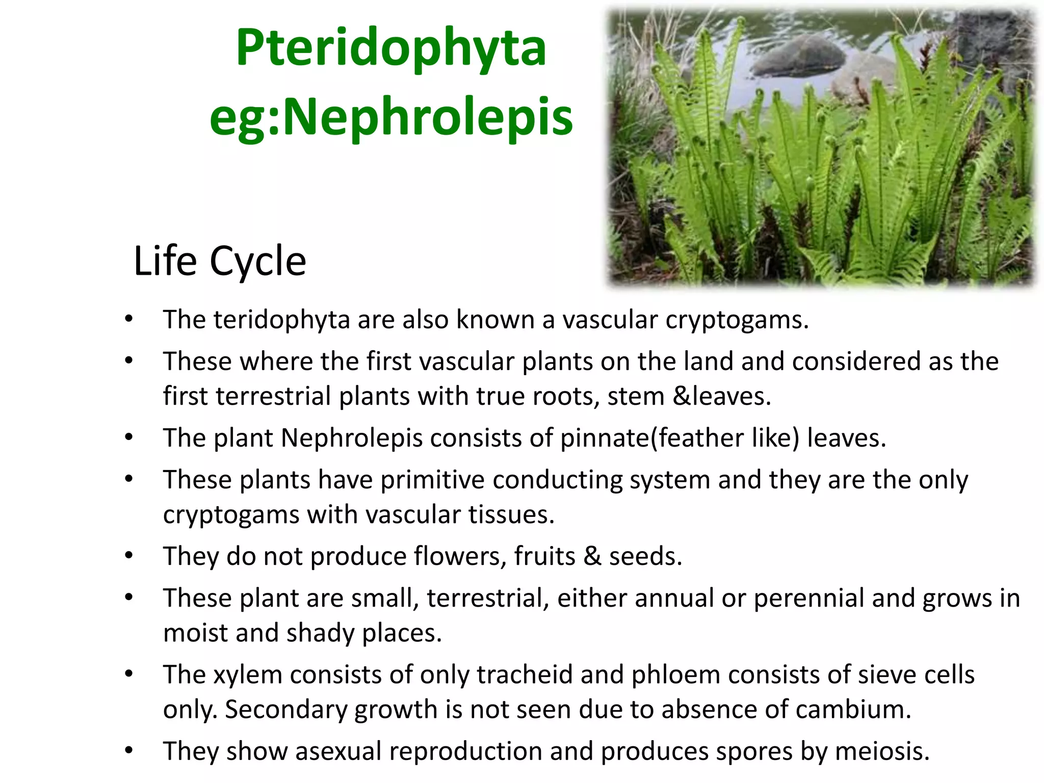 Pteridophyta 
eg:Nephrolepis 
Life Cycle 
• The teridophyta are also known a vascular cryptogams. 
• These where the first vascular plants on the land and considered as the 
first terrestrial plants with true roots, stem &leaves. 
• The plant Nephrolepis consists of pinnate(feather like) leaves. 
• These plants have primitive conducting system and they are the only 
cryptogams with vascular tissues. 
• They do not produce flowers, fruits & seeds. 
• These plant are small, terrestrial, either annual or perennial and grows in 
moist and shady places. 
• The xylem consists of only tracheid and phloem consists of sieve cells 
only. Secondary growth is not seen due to absence of cambium. 
• They show asexual reproduction and produces spores by meiosis. 
 