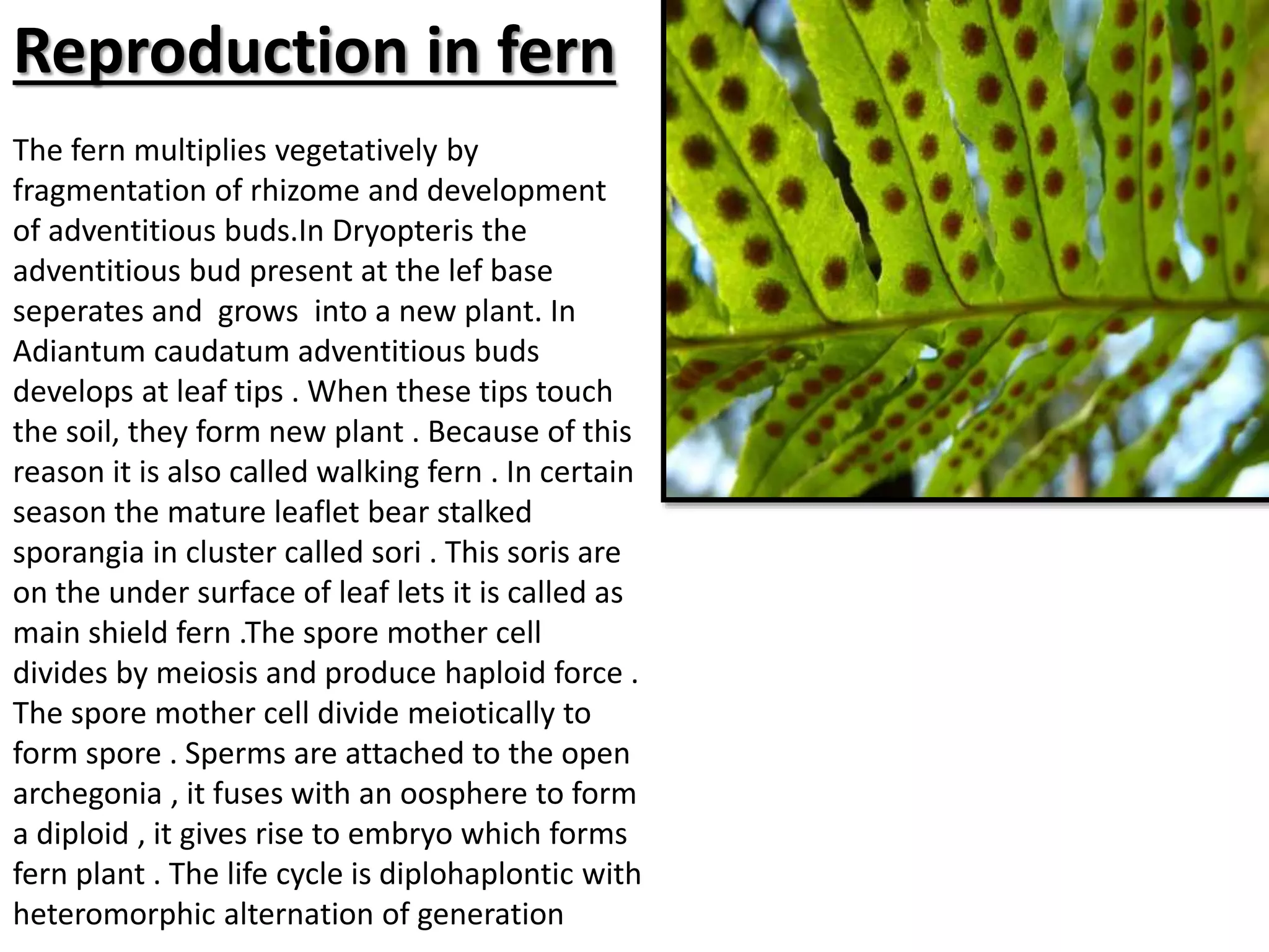 Reproduction in fern 
The fern multiplies vegetatively by 
fragmentation of rhizome and development 
of adventitious buds.In Dryopteris the 
adventitious bud present at the lef base 
seperates and grows into a new plant. In 
Adiantum caudatum adventitious buds 
develops at leaf tips . When these tips touch 
the soil, they form new plant . Because of this 
reason it is also called walking fern . In certain 
season the mature leaflet bear stalked 
sporangia in cluster called sori . This soris are 
on the under surface of leaf lets it is called as 
main shield fern .The spore mother cell 
divides by meiosis and produce haploid force . 
The spore mother cell divide meiotically to 
form spore . Sperms are attached to the open 
archegonia , it fuses with an oosphere to form 
a diploid , it gives rise to embryo which forms 
fern plant . The life cycle is diplohaplontic with 
heteromorphic alternation of generation 
 