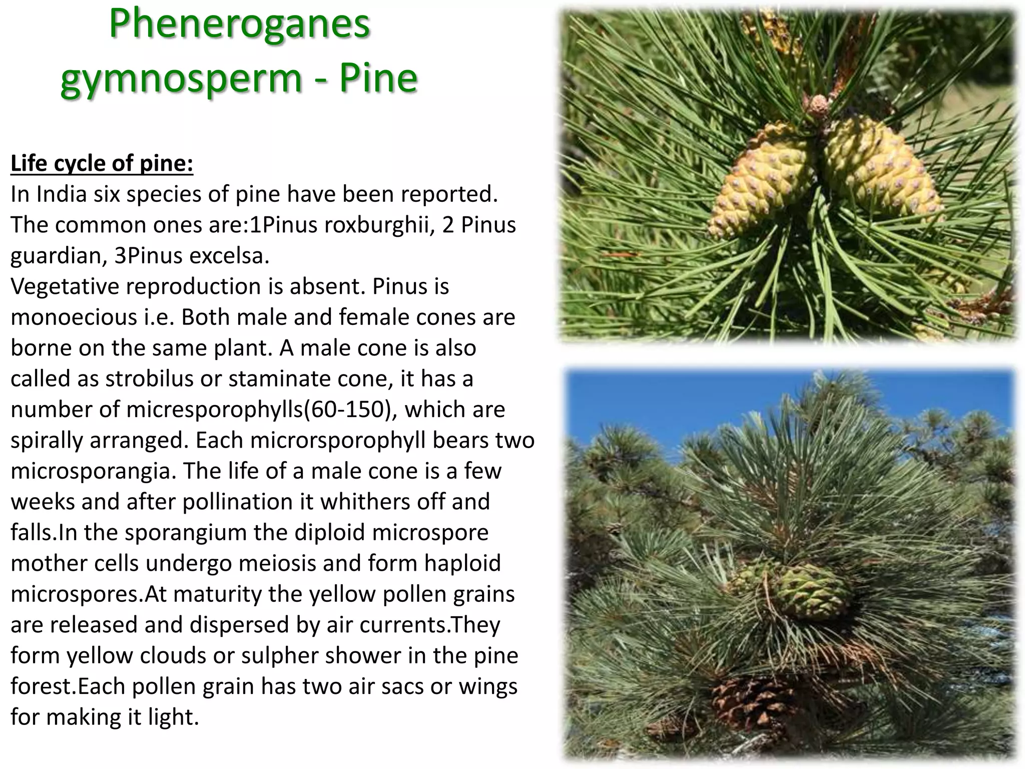 Pheneroganes 
gymnosperm - Pine 
Life cycle of pine: 
In India six species of pine have been reported. 
The common ones are:1Pinus roxburghii, 2 Pinus 
guardian, 3Pinus excelsa. 
Vegetative reproduction is absent. Pinus is 
monoecious i.e. Both male and female cones are 
borne on the same plant. A male cone is also 
called as strobilus or staminate cone, it has a 
number of micresporophylls(60-150), which are 
spirally arranged. Each microrsporophyll bears two 
microsporangia. The life of a male cone is a few 
weeks and after pollination it whithers off and 
falls.In the sporangium the diploid microspore 
mother cells undergo meiosis and form haploid 
microspores.At maturity the yellow pollen grains 
are released and dispersed by air currents.They 
form yellow clouds or sulpher shower in the pine 
forest.Each pollen grain has two air sacs or wings 
for making it light. 
 