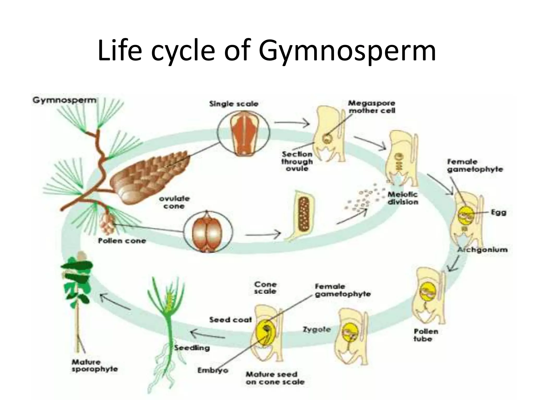 Life cycle of Gymnosperm 
 