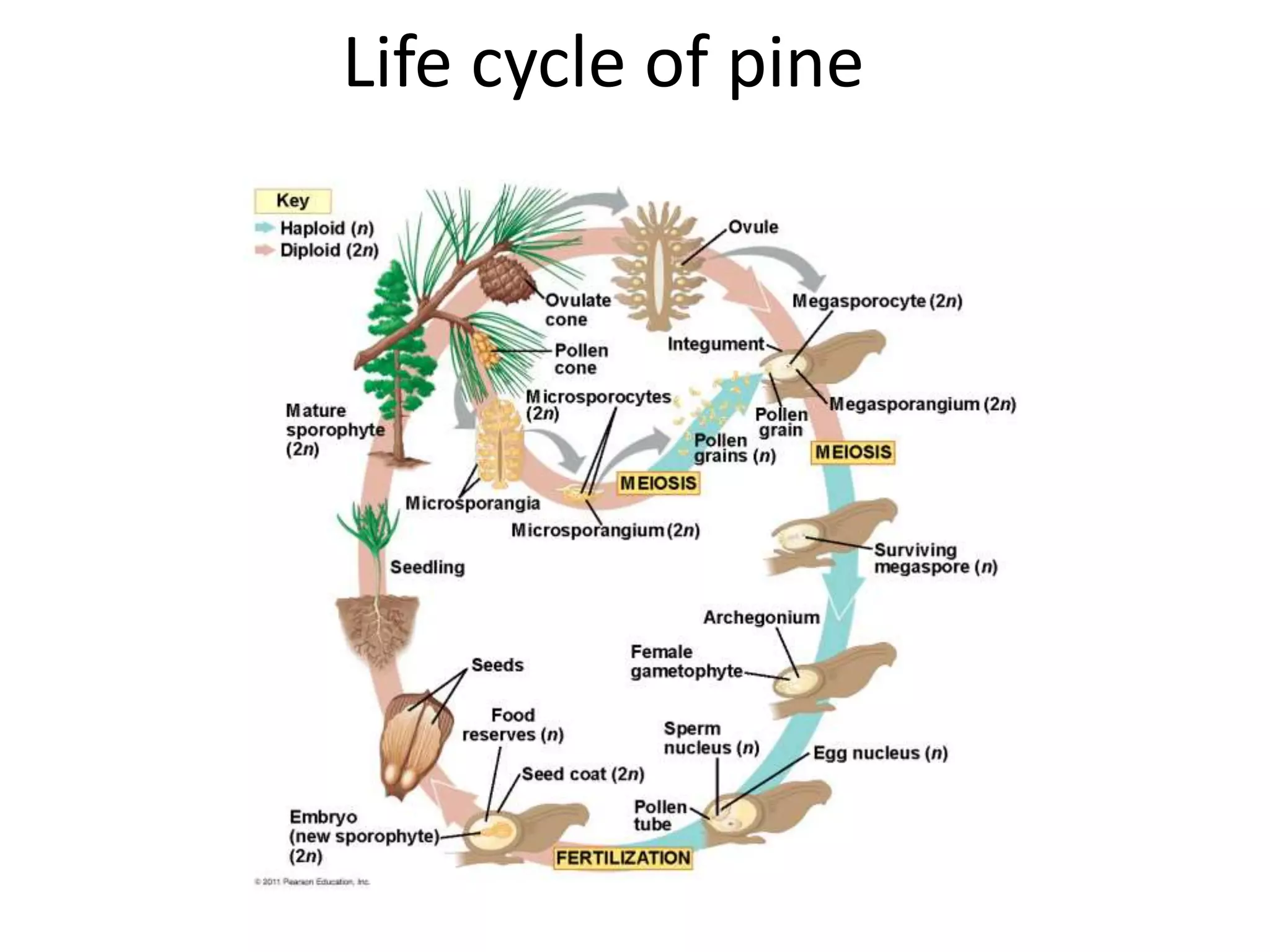 Life cycle of pine 
 