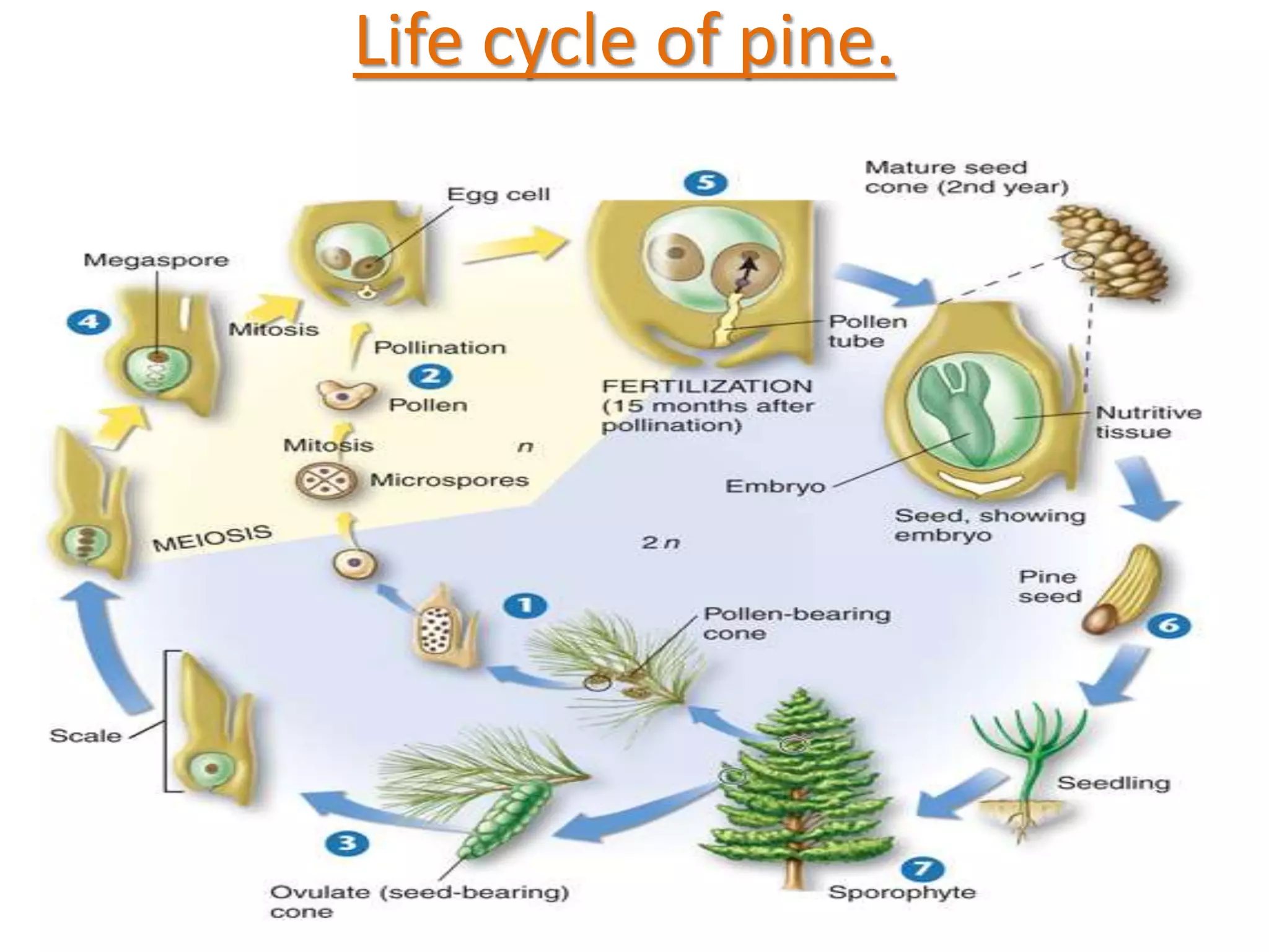 Life cycle of pine. 
 