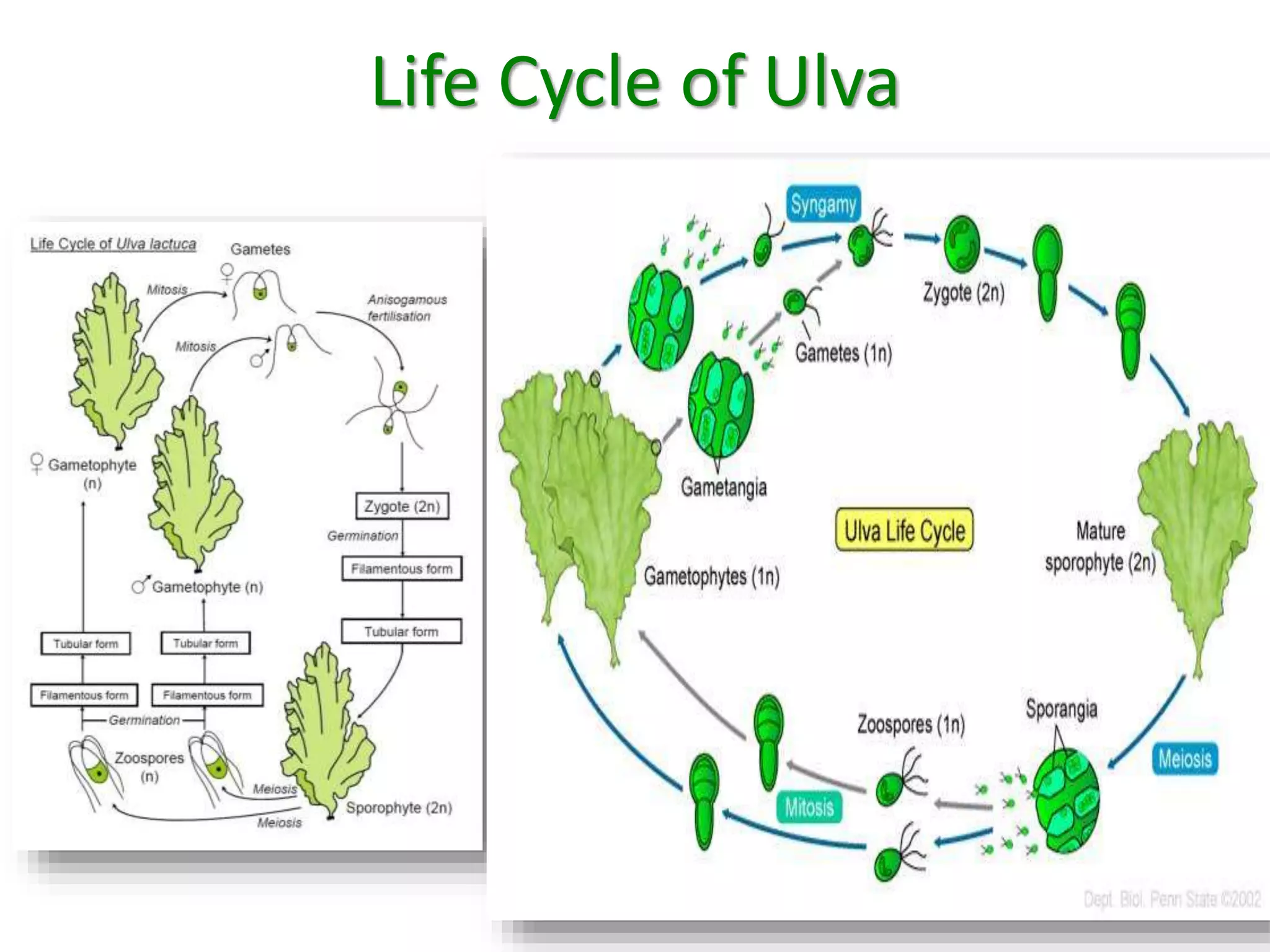 Life Cycle of Ulva 
 