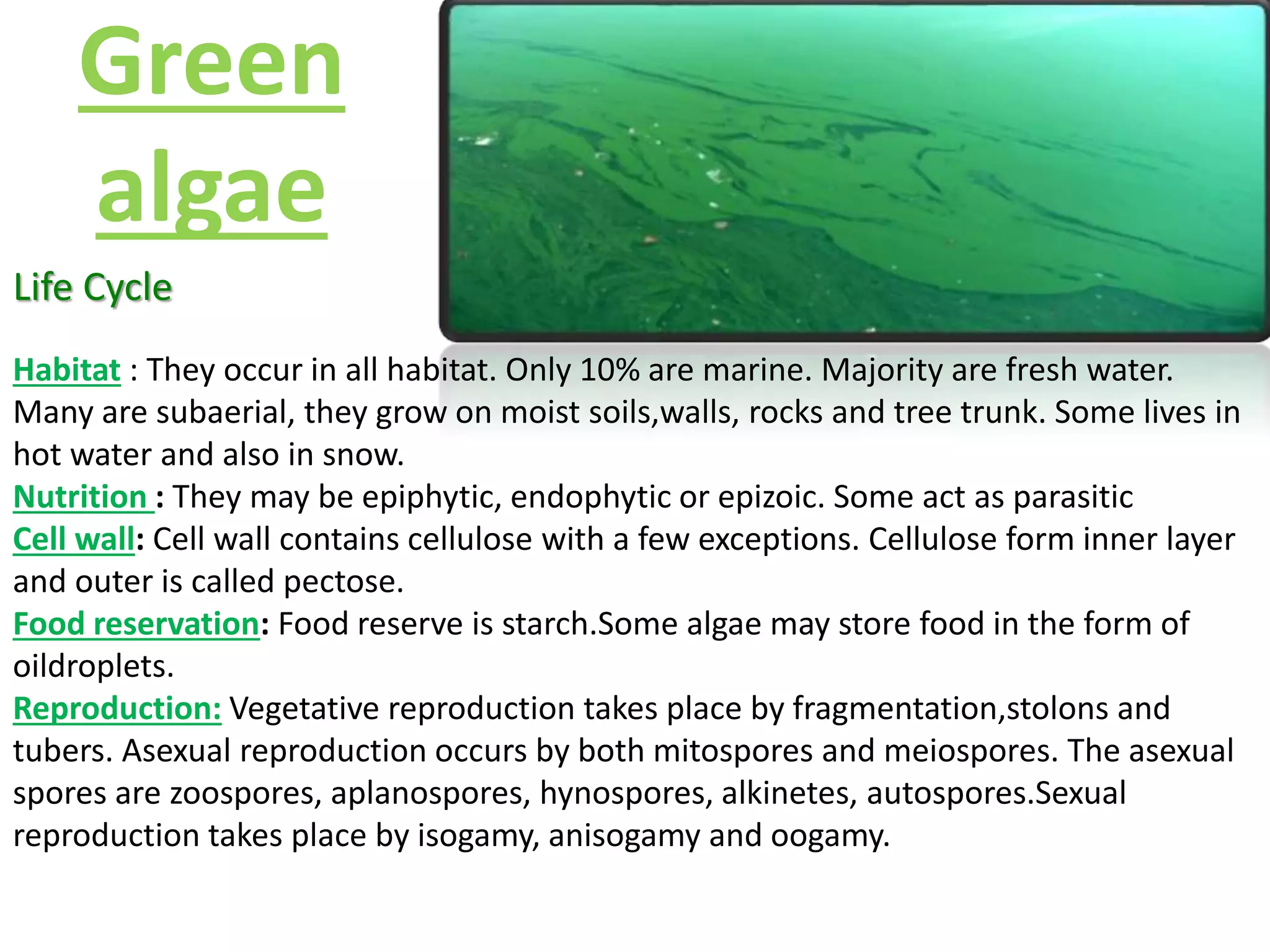 Green 
algae 
Life Cycle 
Habitat : They occur in all habitat. Only 10% are marine. Majority are fresh water. 
Many are subaerial, they grow on moist soils,walls, rocks and tree trunk. Some lives in 
hot water and also in snow. 
Nutrition : They may be epiphytic, endophytic or epizoic. Some act as parasitic 
Cell wall: Cell wall contains cellulose with a few exceptions. Cellulose form inner layer 
and outer is called pectose. 
Food reservation: Food reserve is starch.Some algae may store food in the form of 
oildroplets. 
Reproduction: Vegetative reproduction takes place by fragmentation,stolons and 
tubers. Asexual reproduction occurs by both mitospores and meiospores. The asexual 
spores are zoospores, aplanospores, hynospores, alkinetes, autospores.Sexual 
reproduction takes place by isogamy, anisogamy and oogamy. 
 