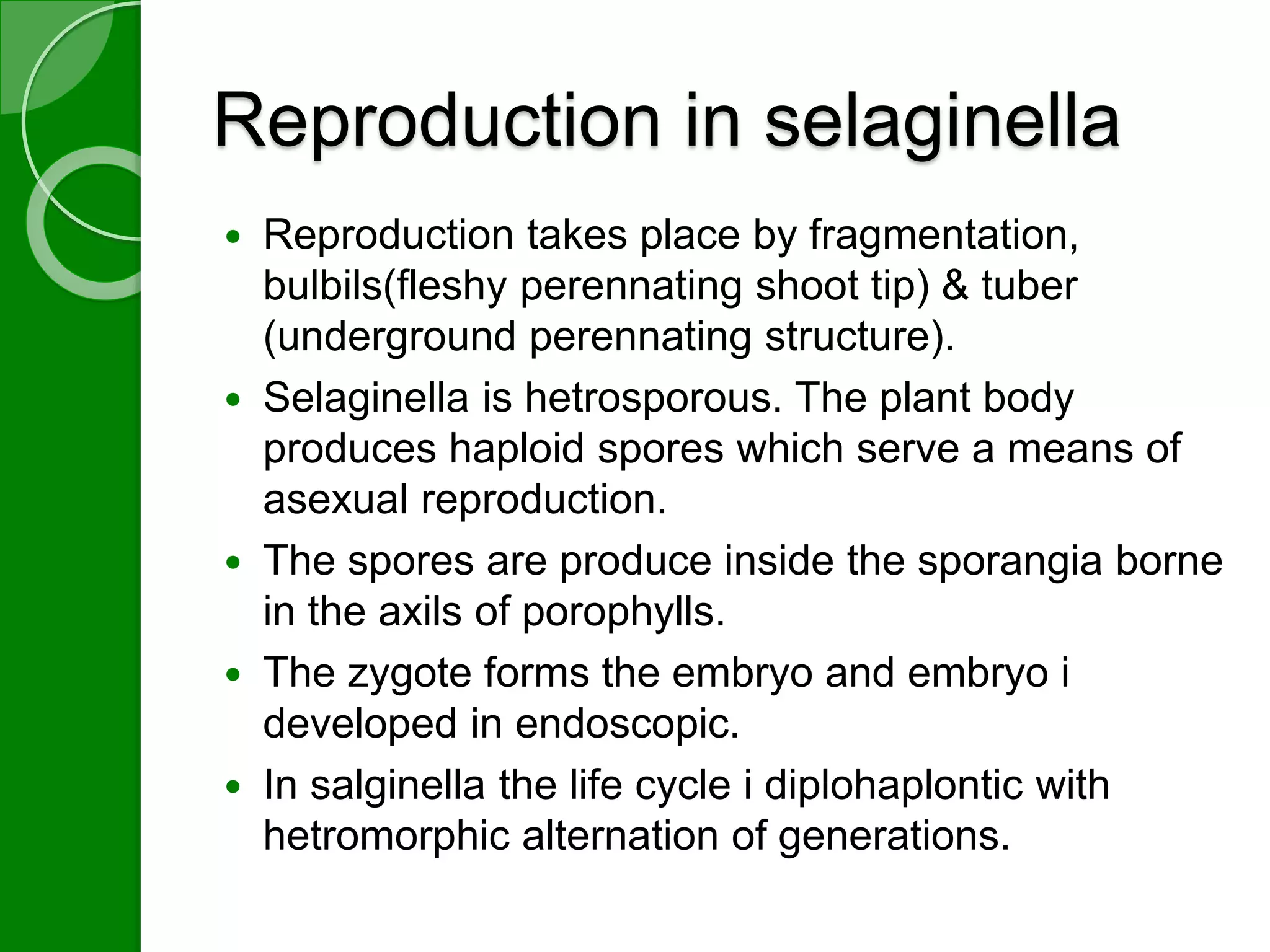 Reproduction in selaginella 
 Reproduction takes place by fragmentation, 
bulbils(fleshy perennating shoot tip) & tuber 
(underground perennating structure). 
 Selaginella is hetrosporous. The plant body 
produces haploid spores which serve a means of 
asexual reproduction. 
 The spores are produce inside the sporangia borne 
in the axils of porophylls. 
 The zygote forms the embryo and embryo i 
developed in endoscopic. 
 In salginella the life cycle i diplohaplontic with 
hetromorphic alternation of generations. 
 