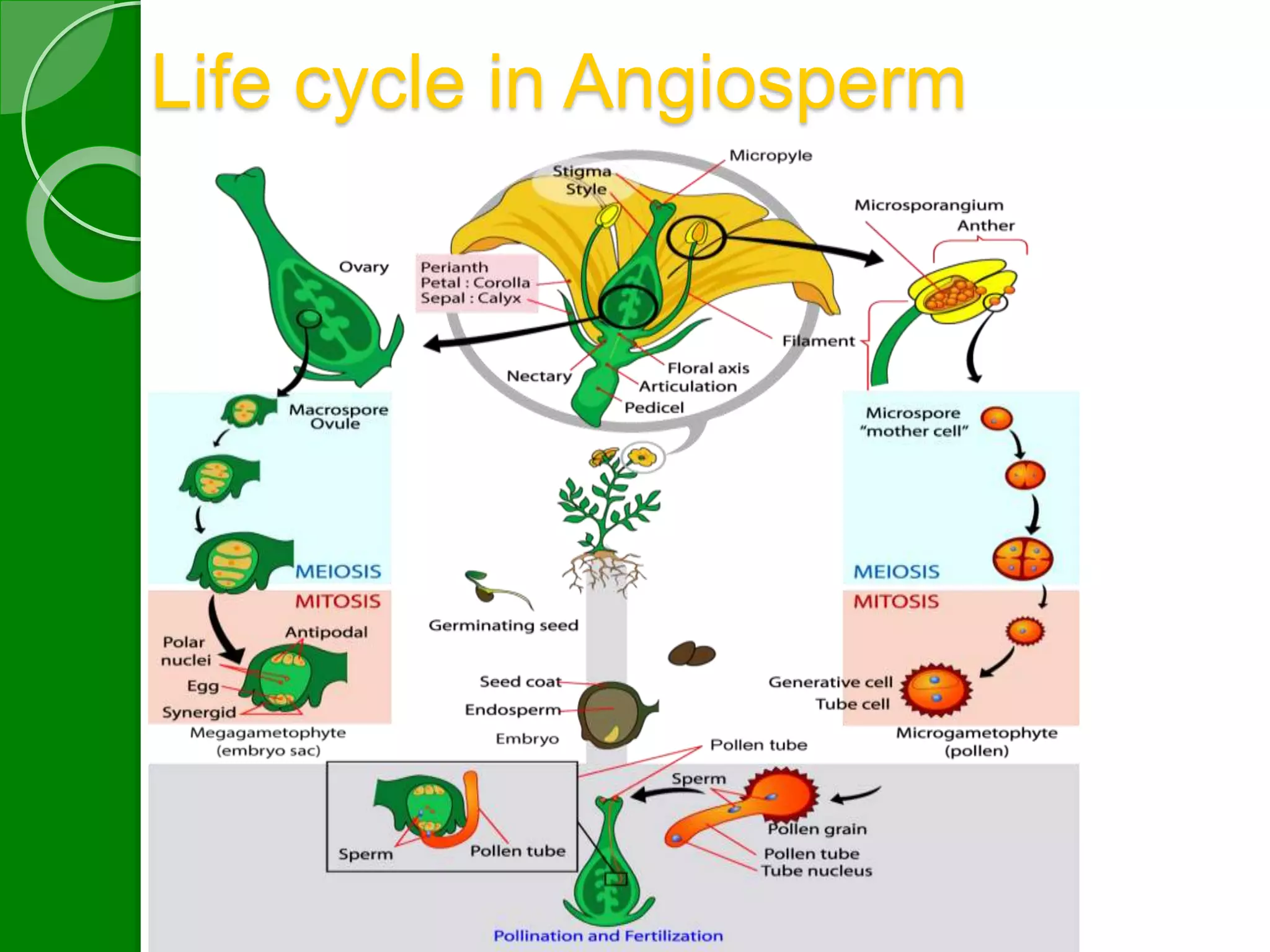 Life cycle in Angiosperm 
 
