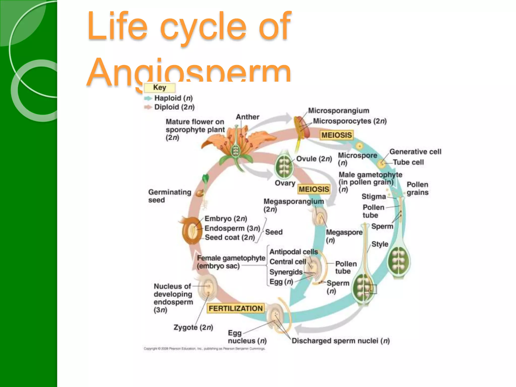 Life cycle of 
Angiosperm 
 