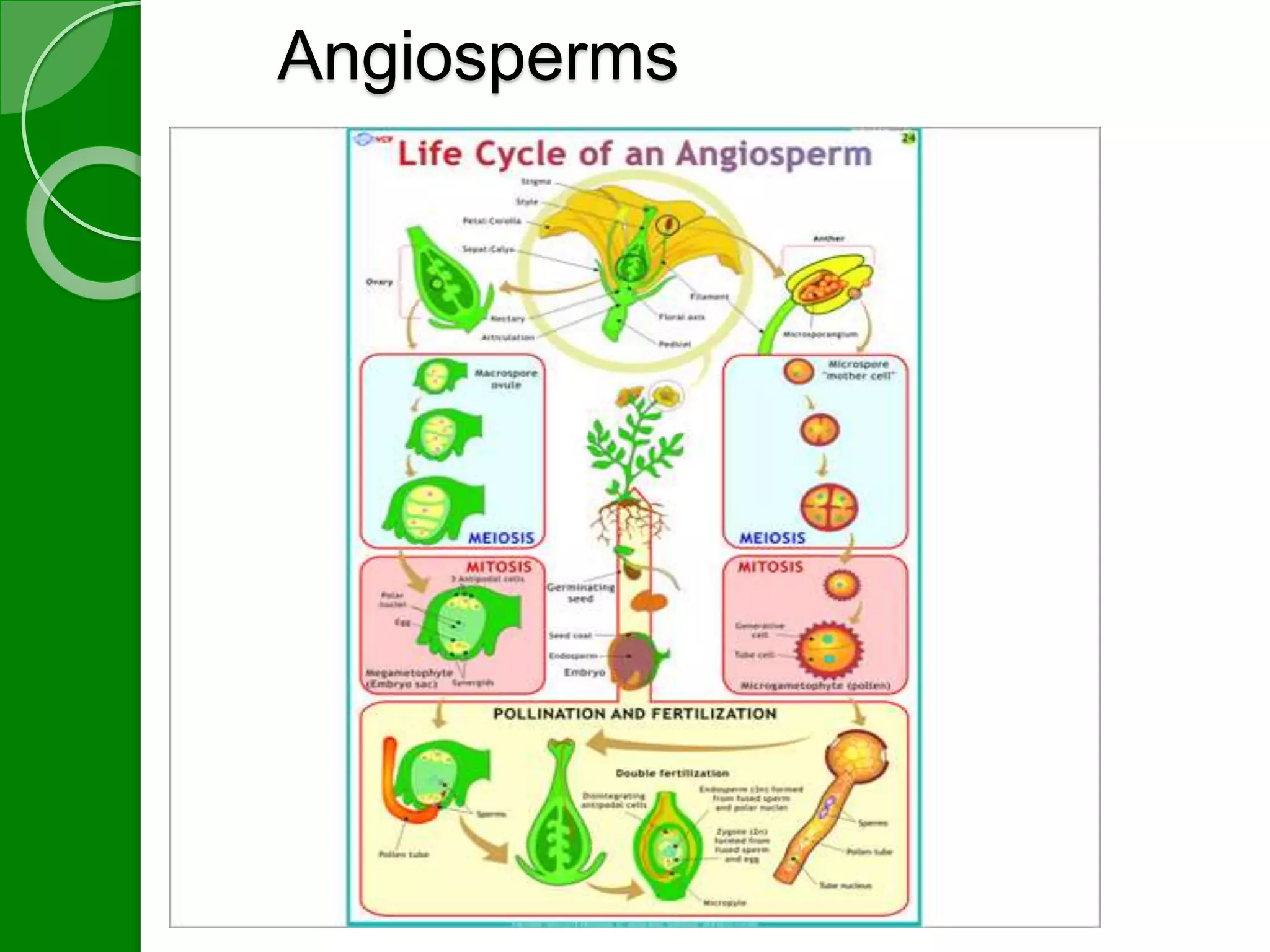 Angiosperms 
 