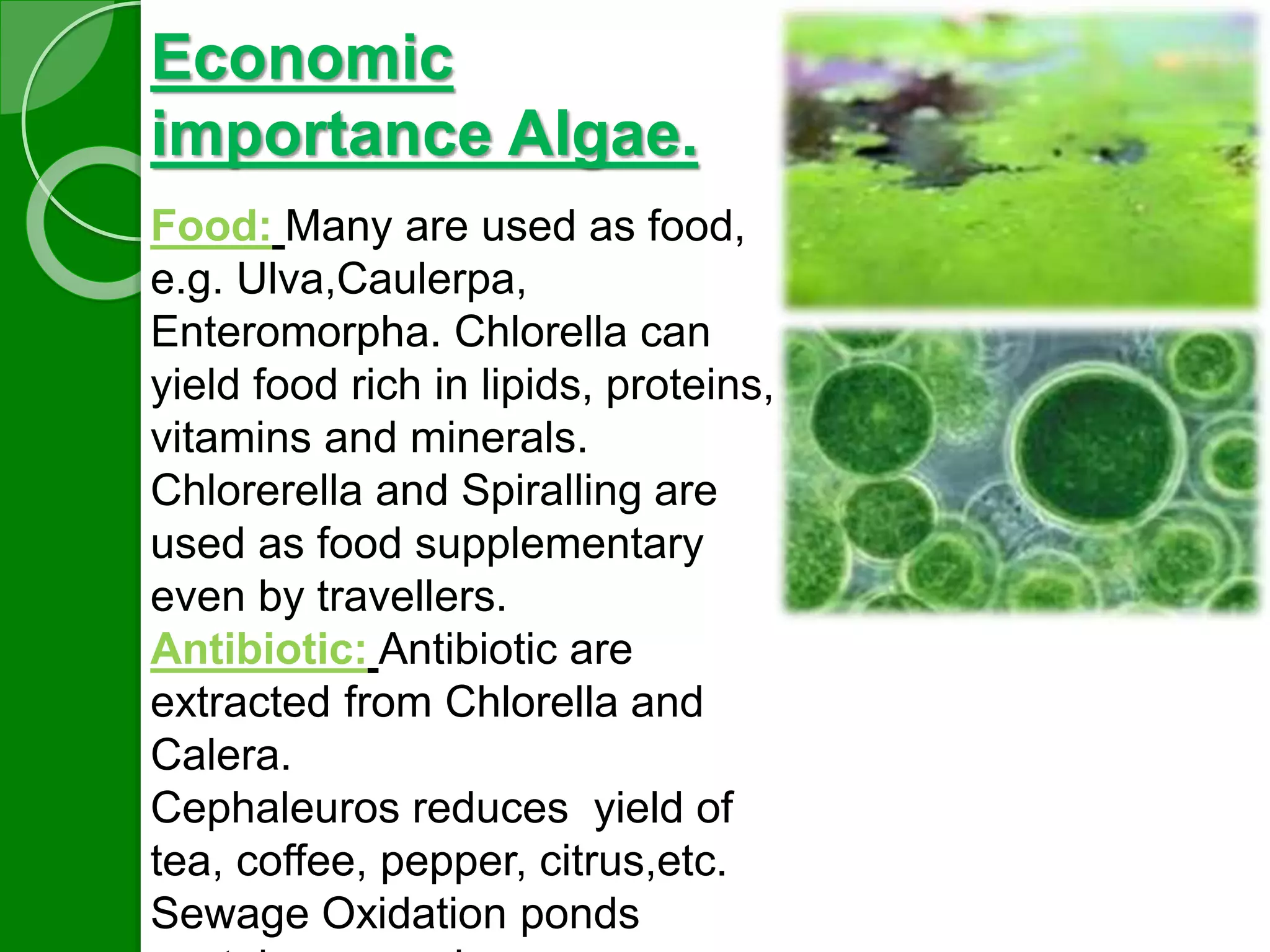 Economic 
importance Algae. 
Food: Many are used as food, 
e.g. Ulva,Caulerpa, 
Enteromorpha. Chlorella can 
yield food rich in lipids, proteins, 
vitamins and minerals. 
Chlorerella and Spiralling are 
used as food supplementary 
even by travellers. 
Antibiotic: Antibiotic are 
extracted from Chlorella and 
Calera. 
Cephaleuros reduces yield of 
tea, coffee, pepper, citrus,etc. 
Sewage Oxidation ponds 
contain green algae 
 