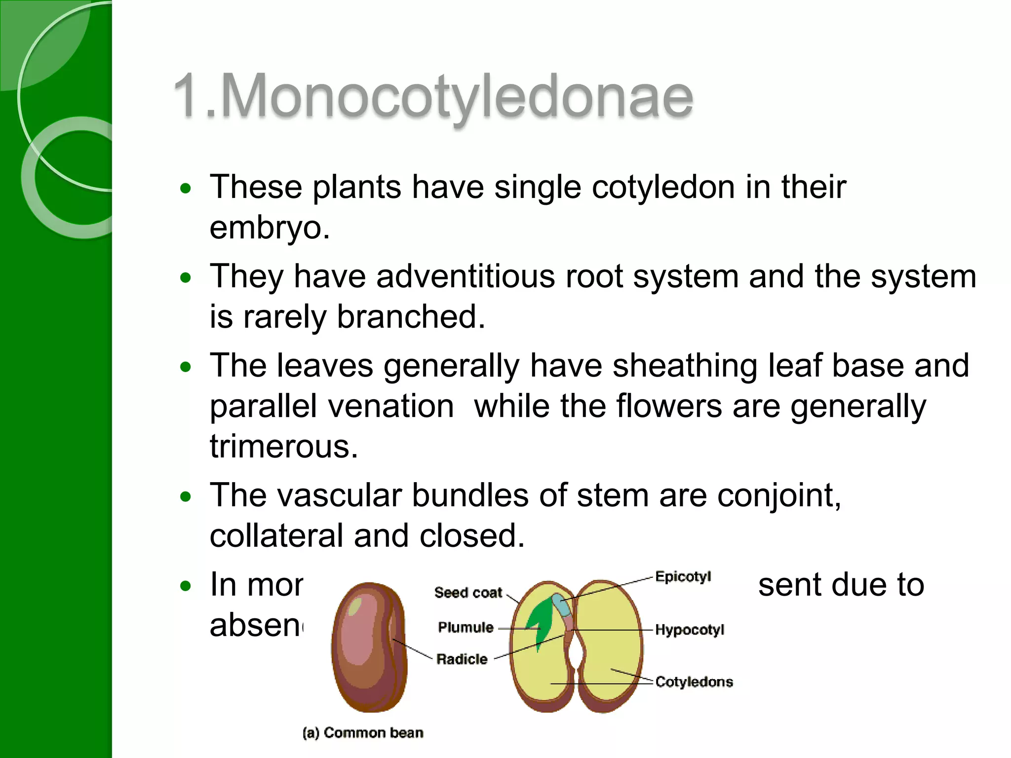 1.Monocotyledonae 
 These plants have single cotyledon in their 
embryo. 
 They have adventitious root system and the system 
is rarely branched. 
 The leaves generally have sheathing leaf base and 
parallel venation while the flowers are generally 
trimerous. 
 The vascular bundles of stem are conjoint, 
collateral and closed. 
 In monocots, secondary growth is absent due to 
absence of cambium. 
 