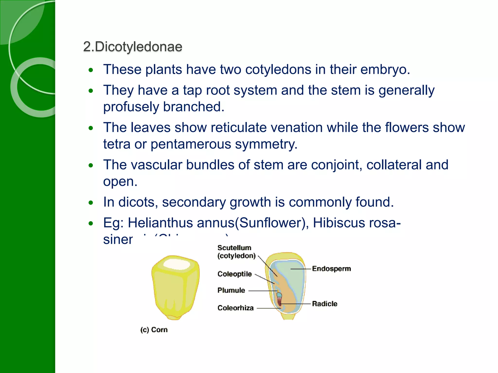 2.Dicotyledonae 
 These plants have two cotyledons in their embryo. 
 They have a tap root system and the stem is generally 
profusely branched. 
 The leaves show reticulate venation while the flowers show 
tetra or pentamerous symmetry. 
 The vascular bundles of stem are conjoint, collateral and 
open. 
 In dicots, secondary growth is commonly found. 
 Eg: Helianthus annus(Sunflower), Hibiscus rosa-sinensis( 
China rose). 
 
