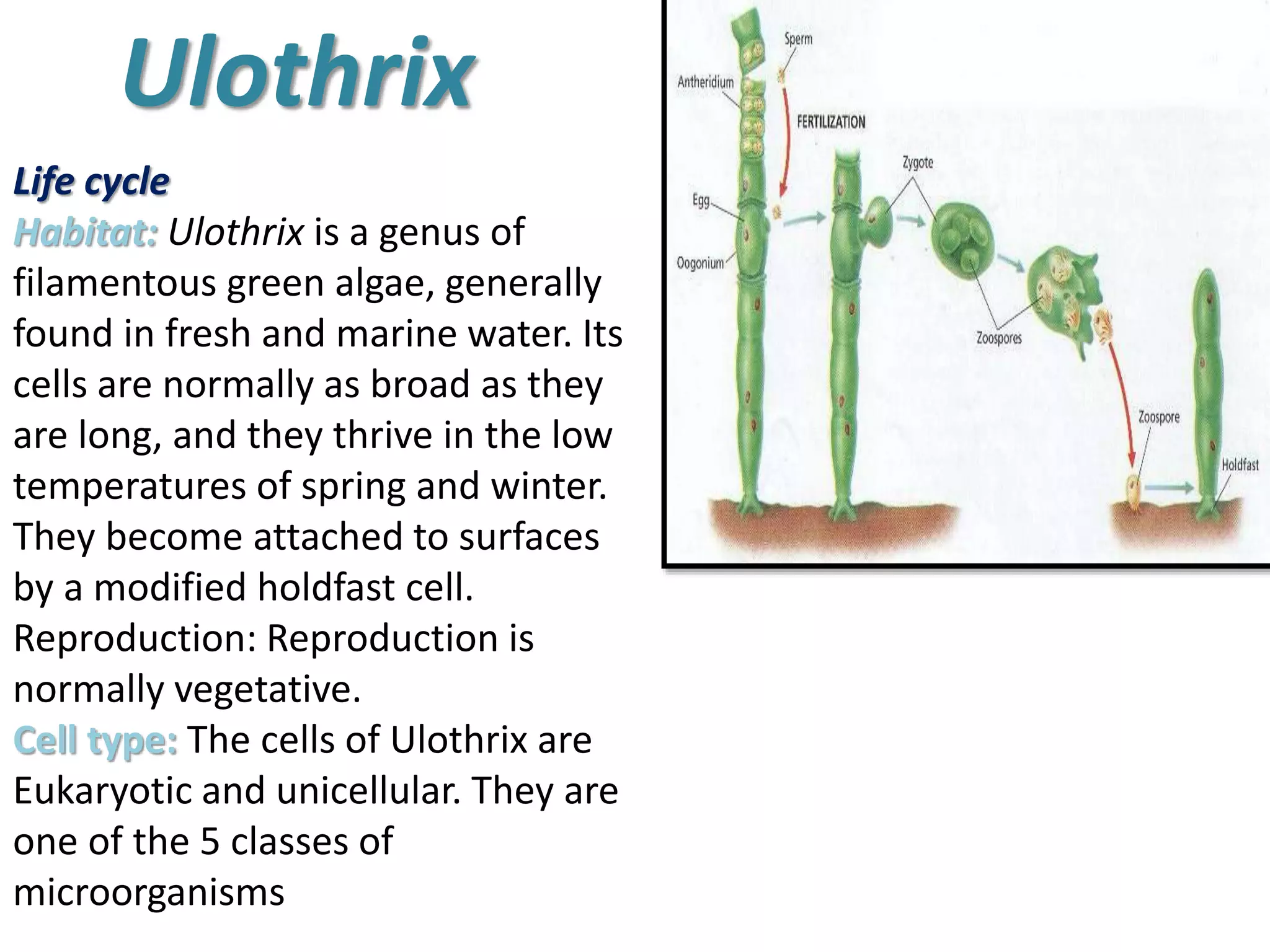 Ulothrix 
Life cycle 
Habitat: Ulothrix is a genus of 
filamentous green algae, generally 
found in fresh and marine water. Its 
cells are normally as broad as they 
are long, and they thrive in the low 
temperatures of spring and winter. 
They become attached to surfaces 
by a modified holdfast cell. 
Reproduction: Reproduction is 
normally vegetative. 
Cell type: The cells of Ulothrix are 
Eukaryotic and unicellular. They are 
one of the 5 classes of 
microorganisms 
 