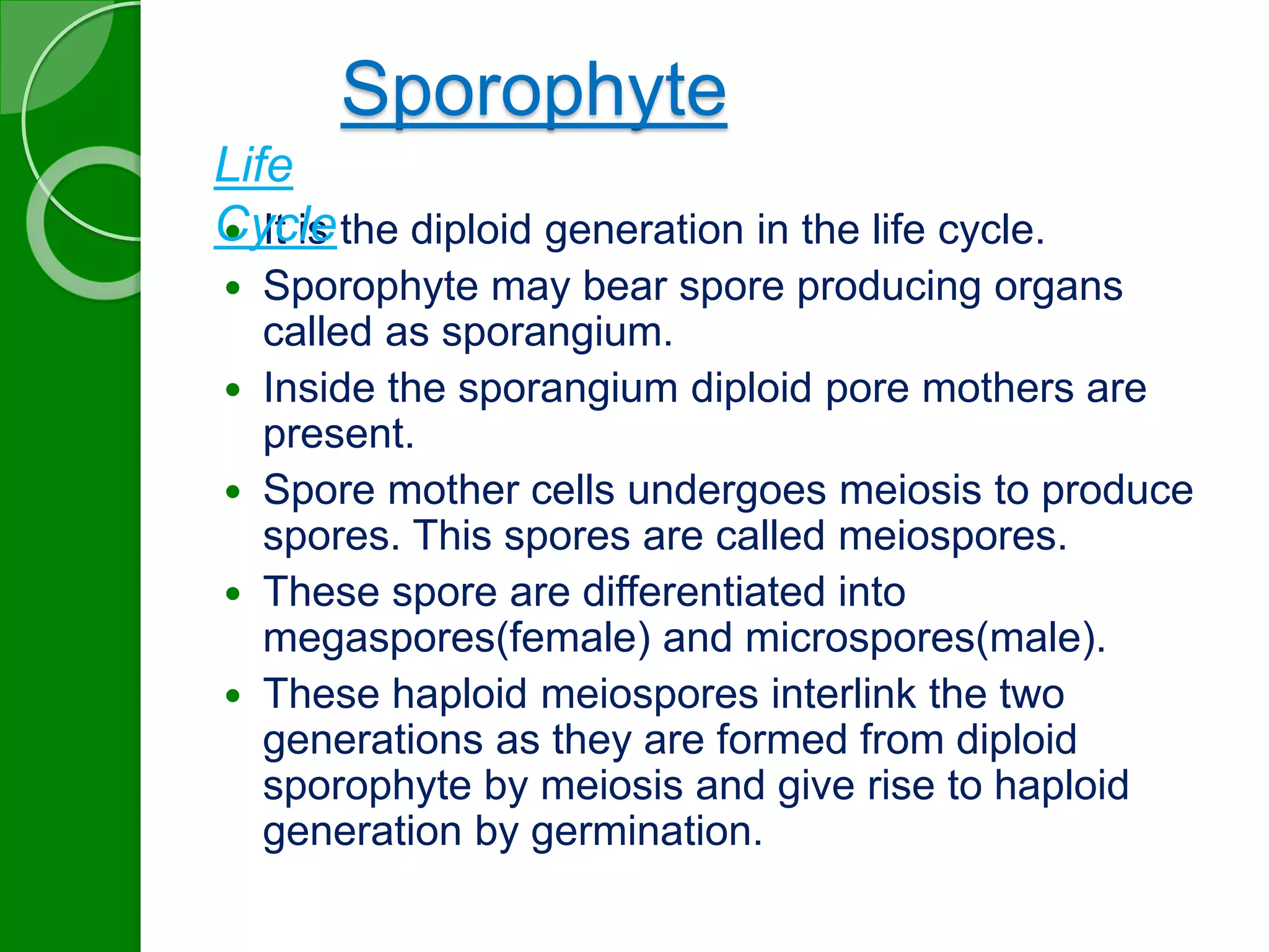 Sporophyte 
Life 
Cycle 
 It is the diploid generation in the life cycle. 
 Sporophyte may bear spore producing organs 
called as sporangium. 
 Inside the sporangium diploid pore mothers are 
present. 
 Spore mother cells undergoes meiosis to produce 
spores. This spores are called meiospores. 
 These spore are differentiated into 
megaspores(female) and microspores(male). 
 These haploid meiospores interlink the two 
generations as they are formed from diploid 
sporophyte by meiosis and give rise to haploid 
generation by germination. 
 
