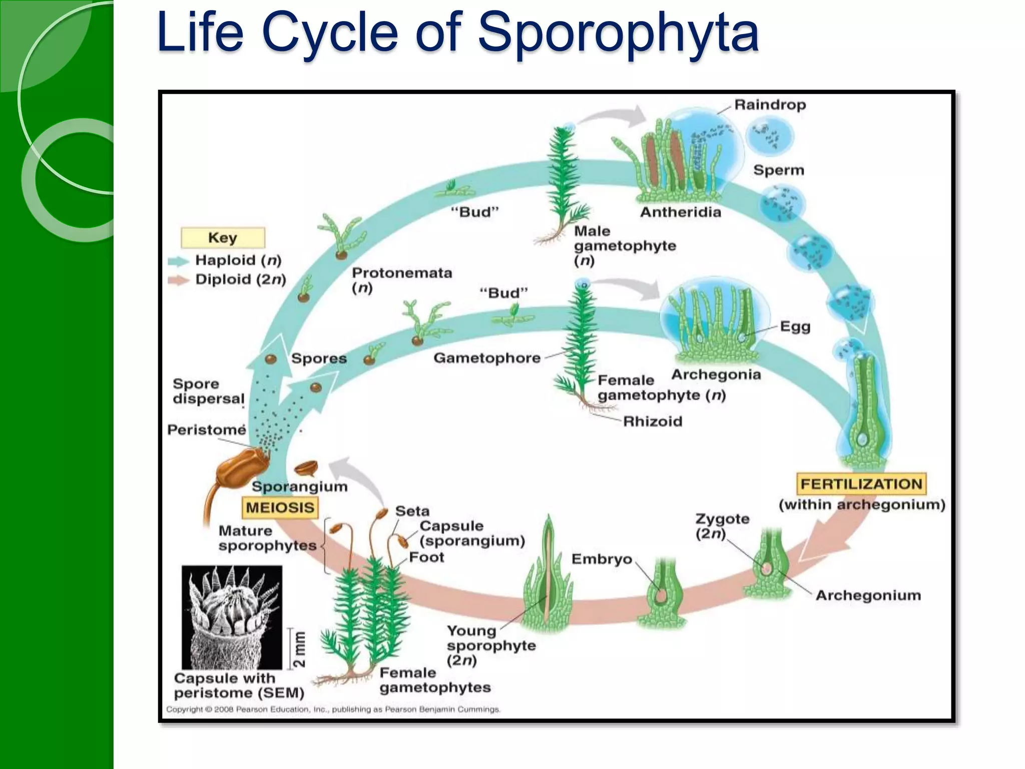 Life Cycle of Sporophyta 
 