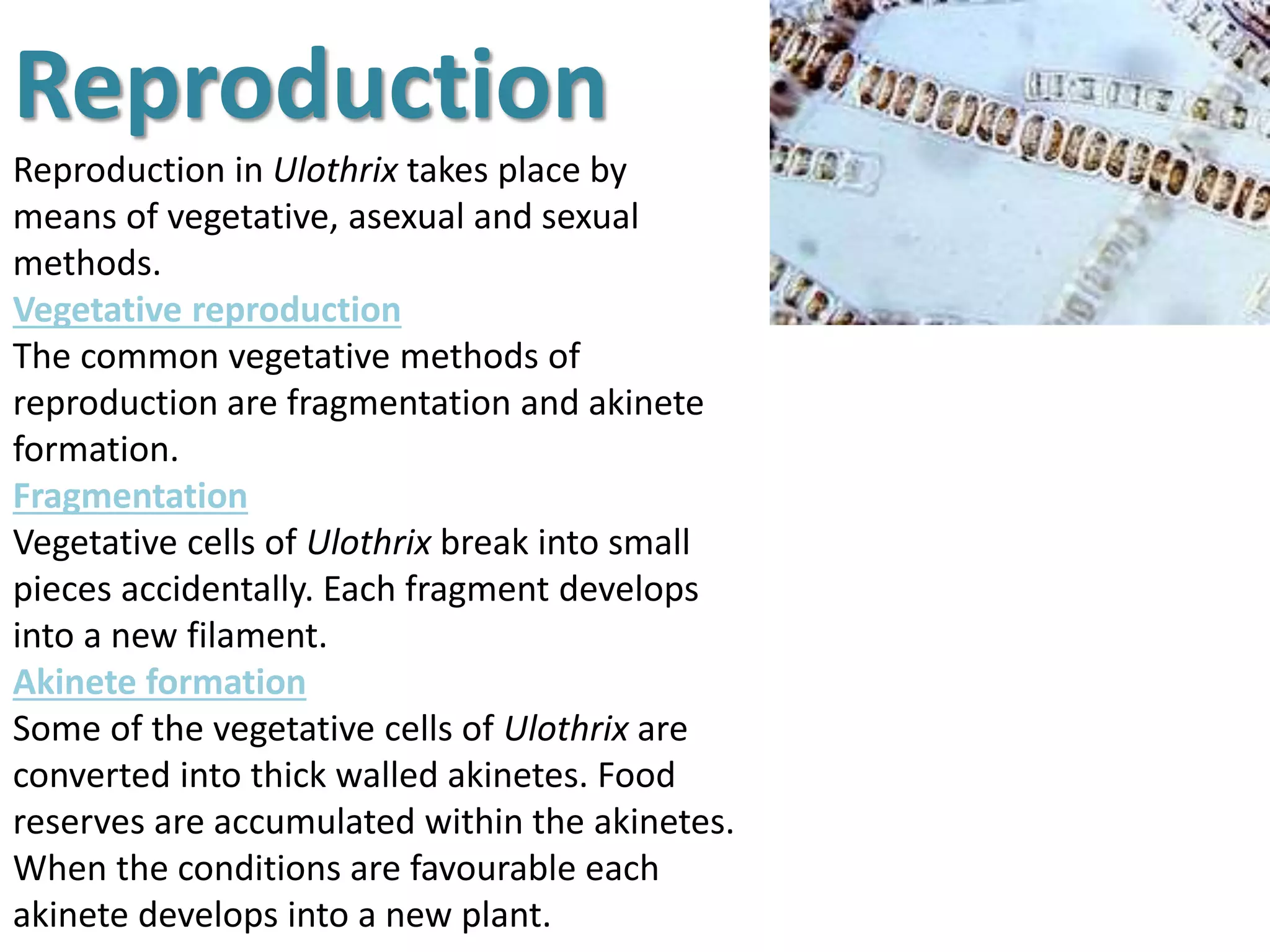 Reproduction 
Reproduction in Ulothrix takes place by 
means of vegetative, asexual and sexual 
methods. 
Vegetative reproduction 
The common vegetative methods of 
reproduction are fragmentation and akinete 
formation. 
Fragmentation 
Vegetative cells of Ulothrix break into small 
pieces accidentally. Each fragment develops 
into a new filament. 
Akinete formation 
Some of the vegetative cells of Ulothrix are 
converted into thick walled akinetes. Food 
reserves are accumulated within the akinetes. 
When the conditions are favourable each 
akinete develops into a new plant. 
 