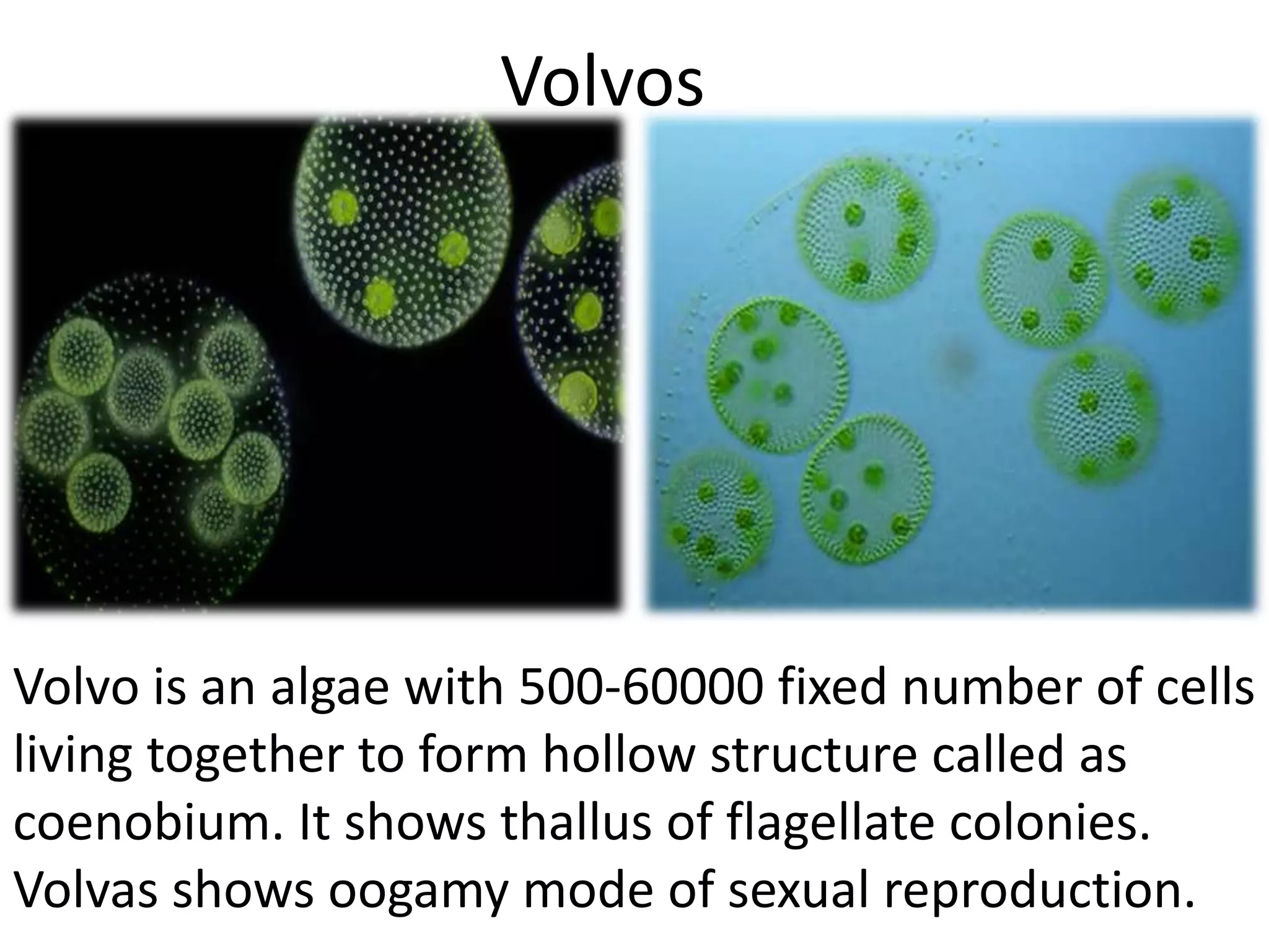 Volvos 
Volvo is an algae with 500-60000 fixed number of cells 
living together to form hollow structure called as 
coenobium. It shows thallus of flagellate colonies. 
Volvas shows oogamy mode of sexual reproduction. 
 