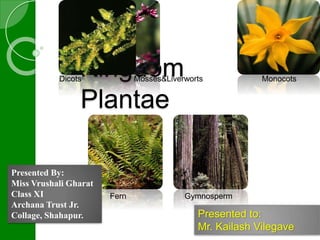 Kingdom 
Plantae 
Dicots Mosses&Liverworts Monocots 
Presented By: 
Miss Vrushali Gharat 
Class XI 
Fern Gymnosperm 
Archana Trust Jr. 
Collage, Shahapur. Presented to: 
Mr. Kailash Vilegave 
 