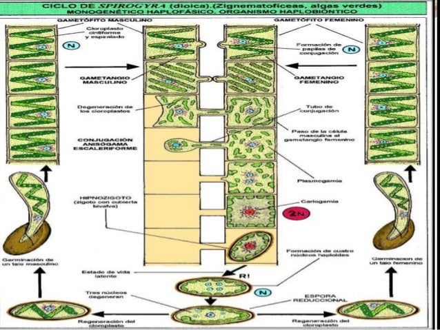 Жизненный цикл спирогиры схема
