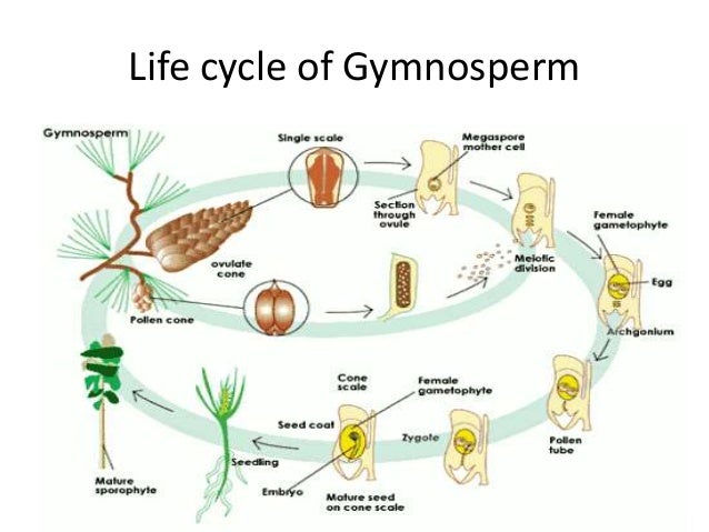 Heterospory and seed habit in pteridophytes