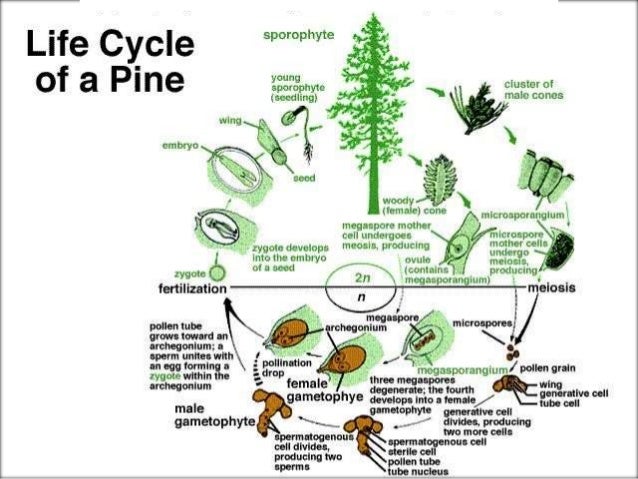 Kingdom Plantae presented by Vrushali Gharat to Mr ... angiosperm diagram quiz 