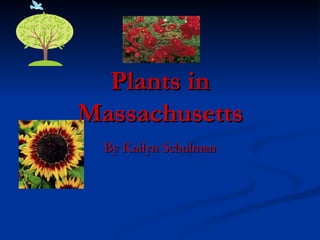 Plants in Massachusetts By Kailyn Schulman 