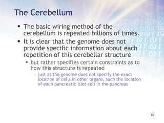 The basic wiring method of the cerebellum is repeated billions of times.  It is clear that the genome does not provide specific information about each repetition of this cerebellar structure but rather specifies certain constraints as to how this structure is repeated  just as the genome does not specify the exact location of cells in other organs, such the location of each pancreatic Islet cell in the pancreas The Cerebellum 
