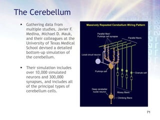 Gathering data from multiple studies, Javier F. Medina, Michael D. Mauk, and their colleagues at the University of Texas Medical School devised a detailed bottom-up simulation of the cerebellum. Their simulation includes over 10,000 simulated neurons and 300,000 synapses, and includes all of the principal types of cerebellum cells. The Cerebellum 