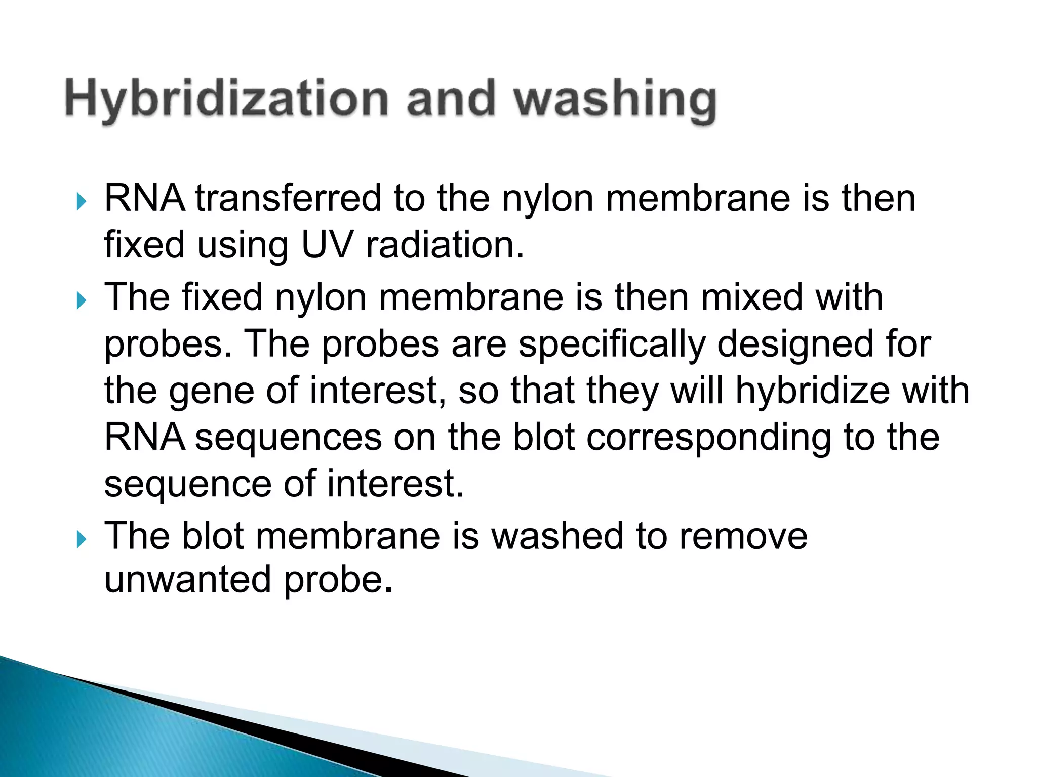  RNA transferred to the nylon membrane is then
fixed using UV radiation.
 The fixed nylon membrane is then mixed with
probes. The probes are specifically designed for
the gene of interest, so that they will hybridize with
RNA sequences on the blot corresponding to the
sequence of interest.
 The blot membrane is washed to remove
unwanted probe.
 