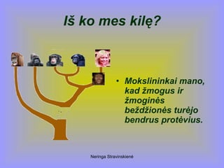 Neringa Stravinskienė
Iš ko mes kilę?
• Mokslininkai mano,
kad žmogus ir
žmoginės
beždžionės turėjo
bendrus protėvius.
 