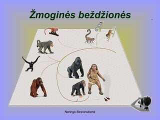 Neringa Stravinskienė
Žmoginės beždžionės
 