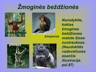 Neringa Stravinskienė
Žmoginės beždžionės
Nurodykite,
kokias
žmogines
beždžiones
matote šiose
nuotraukose.
(Naudokitės
vadovėliuose
esančia
iliustracija.
psl.87)
orangutanas
šimpanzė
gibonas
gorila
 