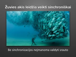 Žuvies akis leidžia veikti sinchroniškai
Be	sinchronizacijos	neįmanoma	valdyti	srauto	
 