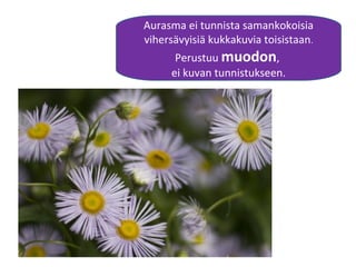 Aurasma ei tunnista samankokoisia
vihersävyisiä kukkakuvia toisistaan.
Perustuu muodon,
ei kuvan tunnistukseen.
 