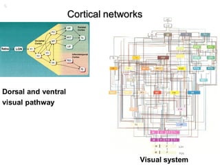 Dorsal and ventral
visual pathway
Visual system
Cortical networks
6
 