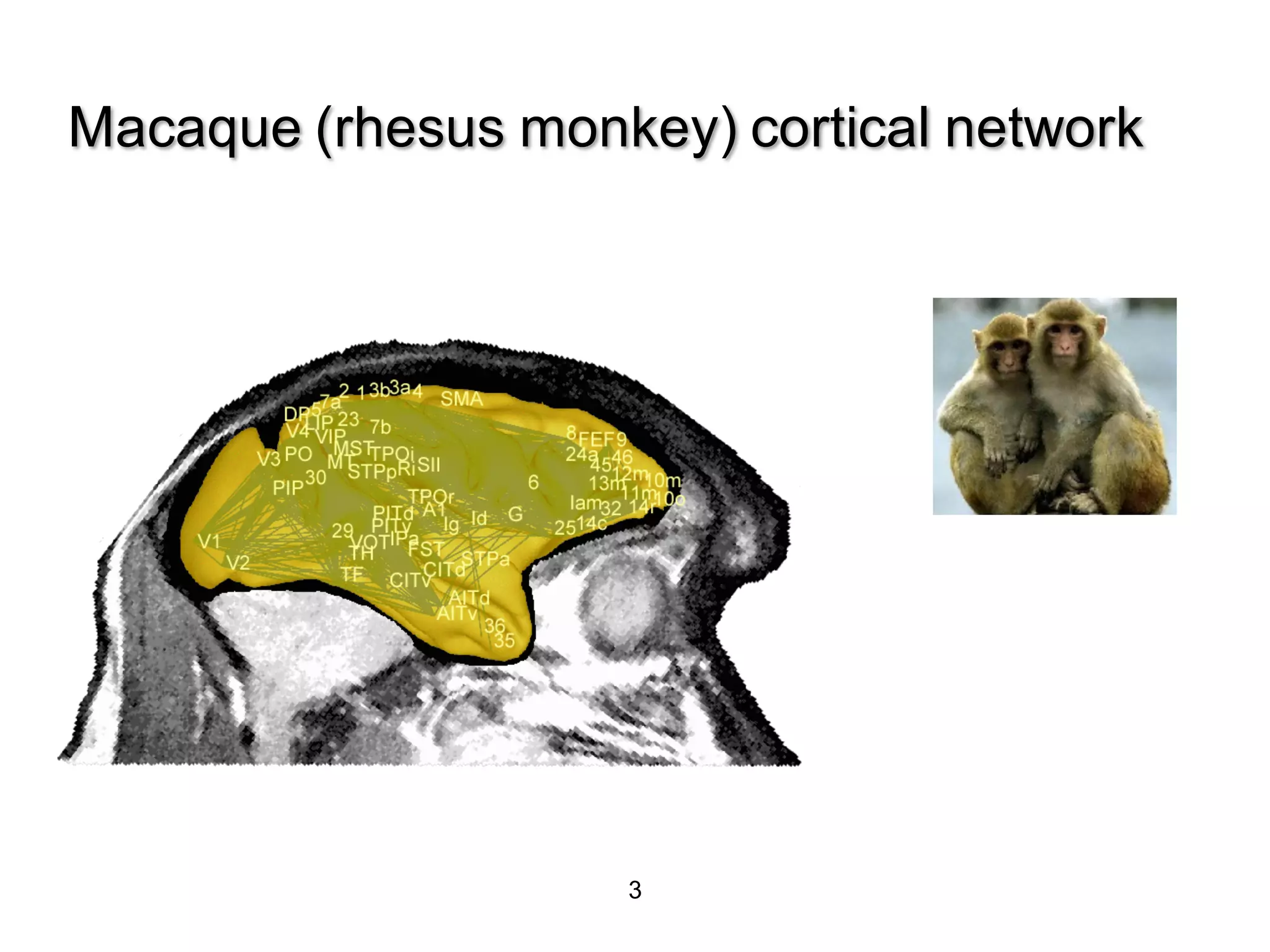 3
Macaque (rhesus monkey) cortical network
 