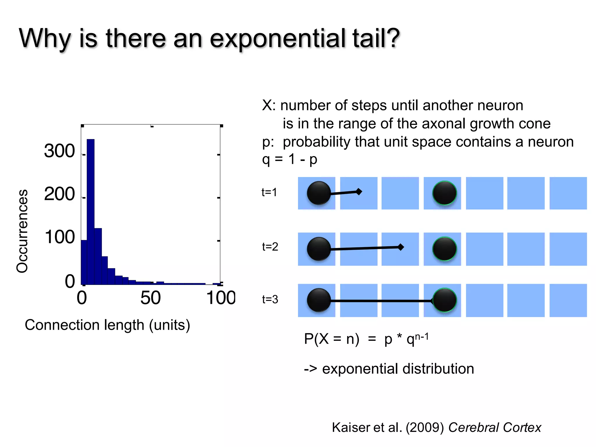 7
Why is there an exponential tail?
100
0
0 50 100
0
100
200
300
w2d1000001
0 50 100
0
100
200
300
w2d1000010
0 50 1
0
100
200
300
w2d1000011
0
300
w2d1000101
300
w2d1000110
300
w2d1000111
Connection length (units)
Occurrences
X: number of steps until another neuron
is in the range of the axonal growth cone
p: probability that unit space contains a neuron
q = 1 - p
t=1
t=2
t=3
P(X = n) = p * qn-1
-> exponential distribution
Kaiser et al. (2009) Cerebral Cortex
 