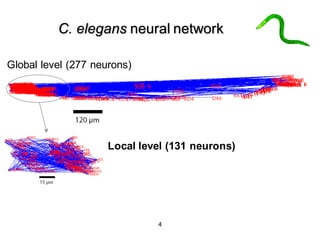 4
C. elegans neural network
Global level (277 neurons)
Local level (131 neurons)
 