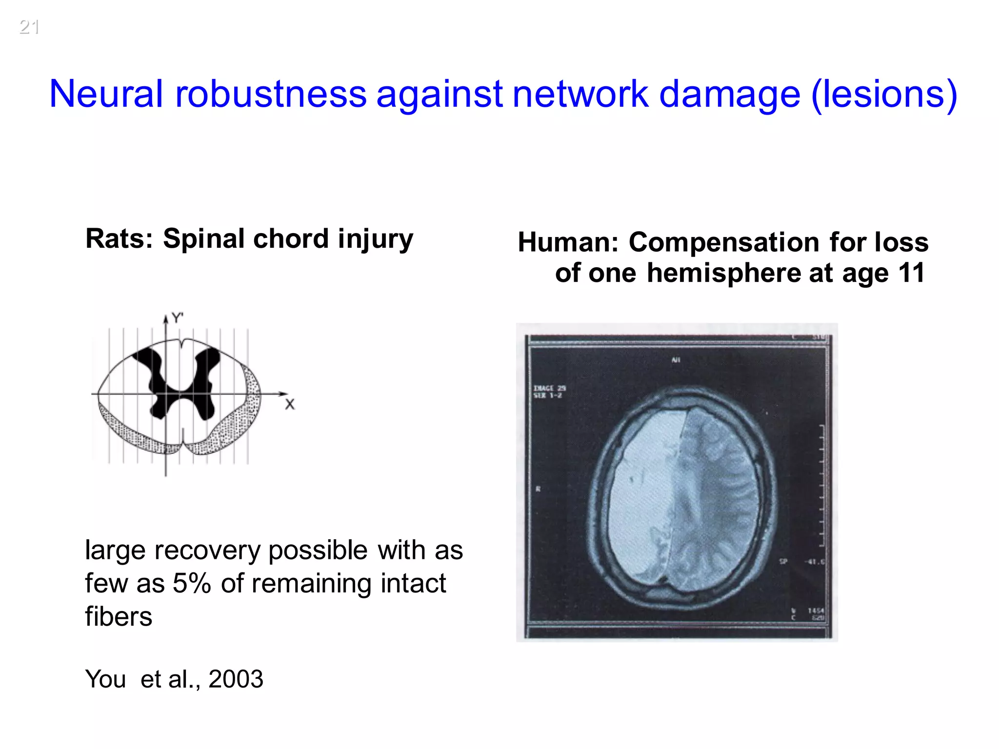 Neural robustness against network damage (lesions)
You et al., 2003
Rats: Spinal chord injury
large recovery possible with as
few as 5% of remaining intact
fibers
Human: Compensation for loss
of one hemisphere at age 11
21
 