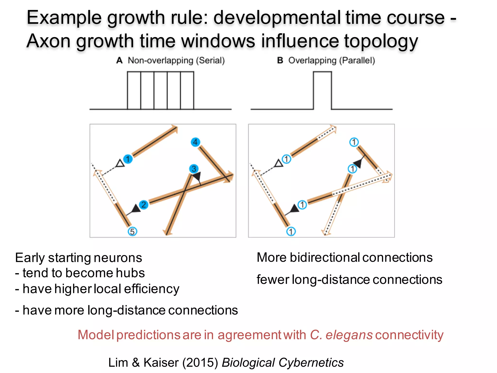 35
Example growth rule: developmental time course -
Axon growth time windows influence topology
Lim & Kaiser (2015) Biological Cybernetics
Early starting neurons
- tend to become hubs
- have higherlocal efficiency
- have more long-distance connections
Modelpredictionsare in agreementwith C. elegans connectivity
More bidirectionalconnections
fewer long-distance connections
 
