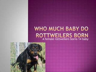 A female rottweilers borns 14 baby
 