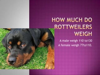 A male weigh 110 to130
A female weigh 77to110.
 