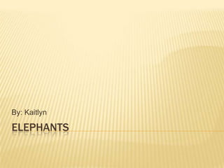 Elephants By: Kaitlyn 