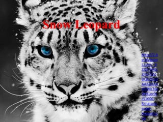 Snow Leopard
http://2.b
p.blogspo
t.com/_b
33mTm0c
2rA/TJ2o
DQhZGoI/
AAAAAAA
AAIM/36x
dNKLer0s
/S1600-
R/nature-
snow-
leopard.p
ng
 