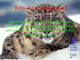 Why it is Endangered
One of the main reasons snow leopards are
endangered is because they are hunted for fur
and used a lot in Asian medicines. They are also
naturally rare animals.
http://w
ww.xinji
angsno
wleopar
ds.org/g
ifs/snow
-
leopard.
jpg
 