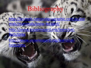 Bibliography
• http://animals.nationalgeographic.com.au/ani
mals/mammals/snow-leopard/
• http://www.snowleopard.org/learn/cat-
facts/prey
• http://www.snowleopard.org/learn/cat-
facts/prey
 