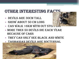 Other interesting facts
• devils are 30cm tall
• grow about 50 cm long
• can walk 16km with out stopping
• more then 50 devils die each year
  because of cars
• they can only see black and white
• Tasmanian devils are nocturnal
 
