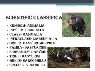Scientific Classification
•   Kingdom- Animalia
•   Phylum- Chordata
•   Class- Mammalia
•   Infraclass- Marsupialia
•   Order- Dasyuromorphia
•   Family- Dasyurinde
•   Subfamily- Dasyurinde
•   Tribe- Dasyurini
•   Genus- Sarcophilus
•   Species- S. Harrisii
 