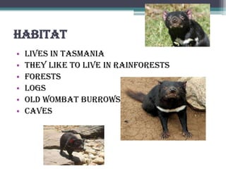 Habitat
•   lives in Tasmania
•   they like to live in rainforests
•   forests
•   logs
•   old wombat burrows
•   caves
 